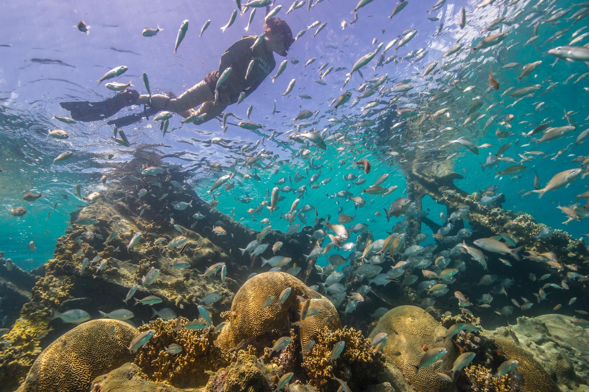 A person snorkels in clear water with corals below and hundreds of fish swimming around.