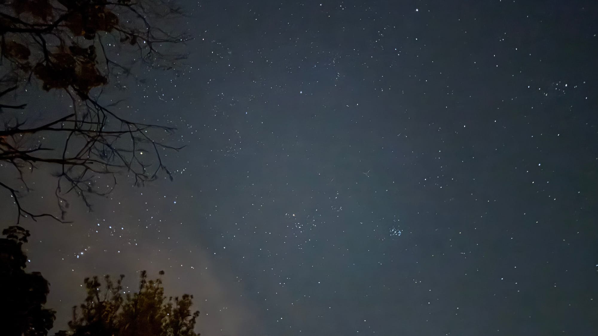 Night sky with Orion on the left and the Pleiades on the right. A tree silhouette is on the margin.