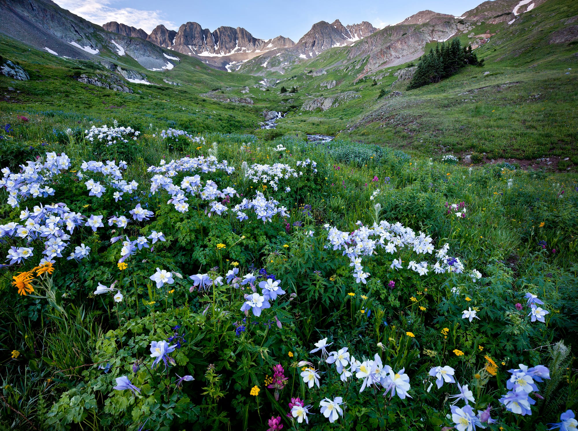 Wildflowers bloom in foreground with rugged, rocky mountains in the background.