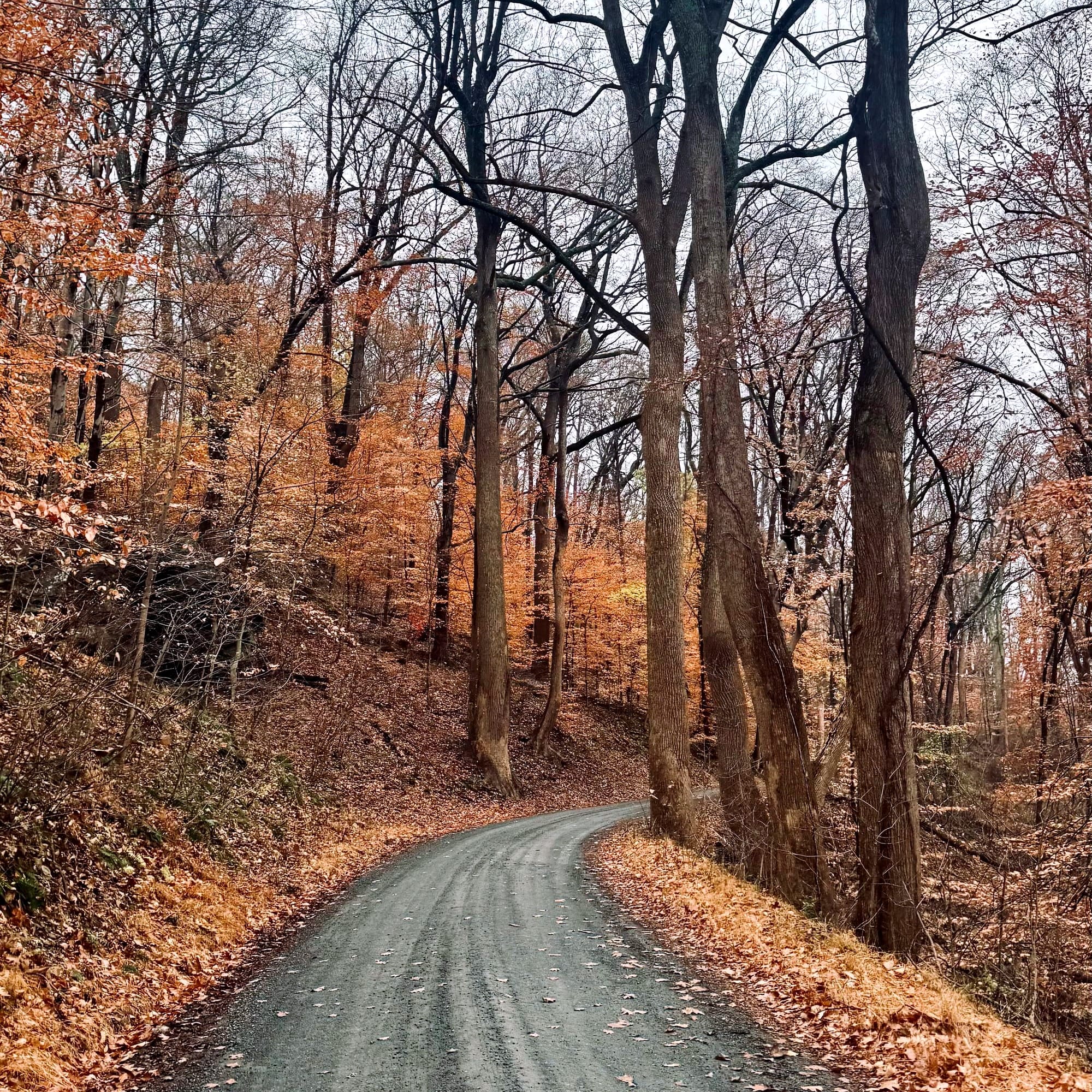 A dirt road on a wooded hillside with American beech trees and their yellowish-orange leaves lighting up the scene.