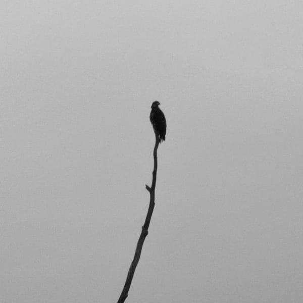 A large raptor sits on top of a dead tree in front of a cloudy sky.