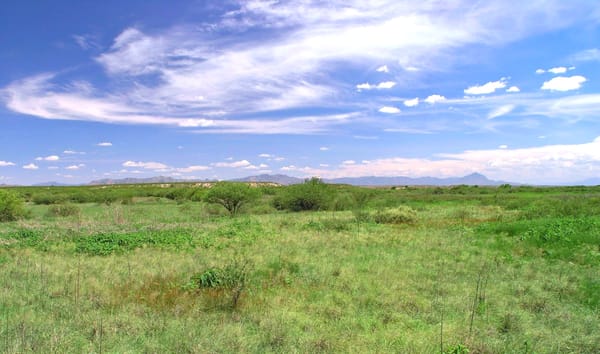 A lush desert grassland and distant desert scrub hills with mountains in the background and partly blue skies overhead.